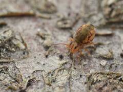 Dicyrtomina ornata