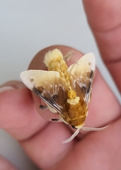 Megalopyge megalopygae