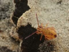 Dicyrtomina ornata