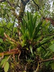 Aechmea mertensii