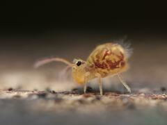 Dicyrtomina ornata
