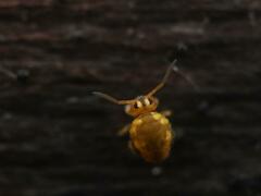 Sminthurinus aureus