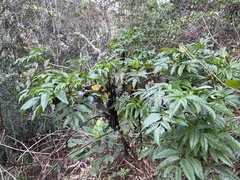 Bidens cosmoides