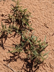 Chamaesaracha coronopus