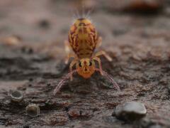 Dicyrtomina ornata