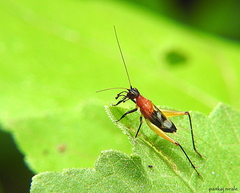 Homoeoxipha lycoides