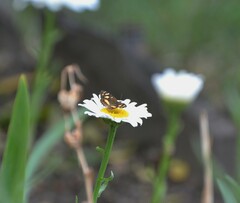 Telenassa berenice
