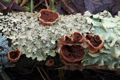 Scytinostroma artocreas