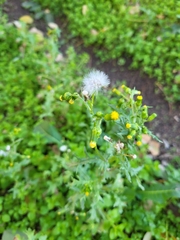 Senecio vulgaris