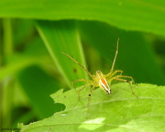 Oxyopes macilentus