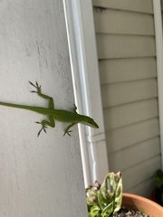 Anolis carolinensis
