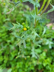 Senecio vulgaris