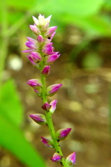 Polygala nuttallii