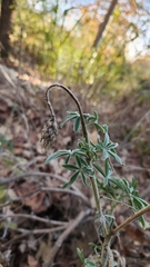 Lupinus albifrons