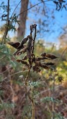 Lupinus albifrons