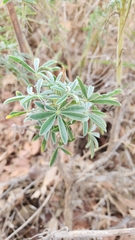 Lupinus albifrons