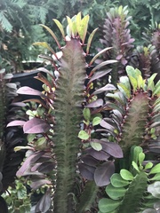 Euphorbia trigona