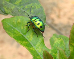Chrysocoris purpureus