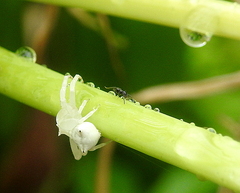 Thomisus spectabilis