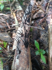 Xylaria filiformis