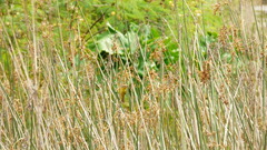 Pseudocolopteryx flaviventris