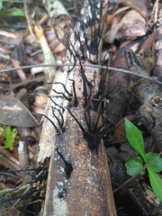 Xylaria filiformis