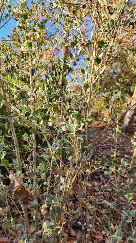 Image of Malacothamnus nuttallii by no rights reserved