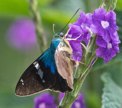 Astraptes fulgerator