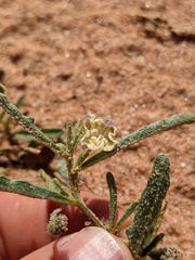 Chamaesaracha coronopus