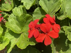 Pelargonium