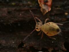 Dicyrtomina ornata