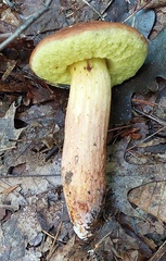 Hemileccinum rubropunctum