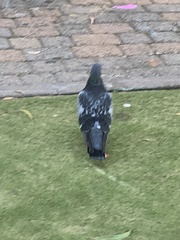 Columba livia domestica