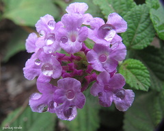 Lantana montevidensis