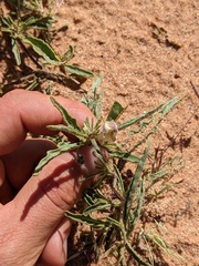 Chamaesaracha coronopus