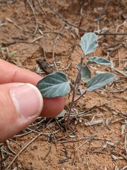 Acleisanthes chenopodioides
