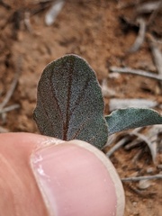 Acleisanthes chenopodioides