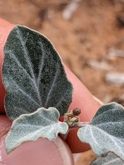 Acleisanthes chenopodioides