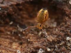 Dicyrtomina ornata