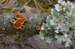 Scytinostroma artocreas