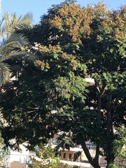 Angiospermae