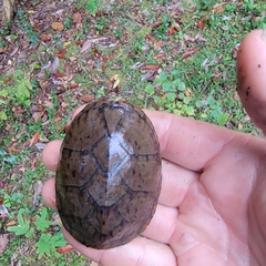 Sternotherus intermedius
