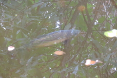 Cyprinus carpio carpio