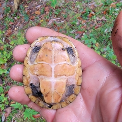 Sternotherus intermedius