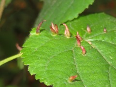 Eriophyes tiliae