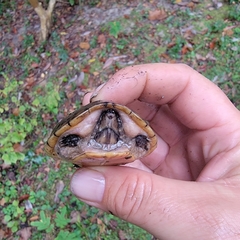 Sternotherus intermedius