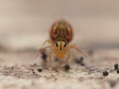 Dicyrtomina ornata