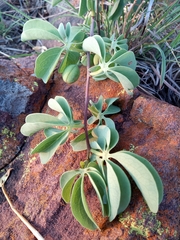 Adenia glauca