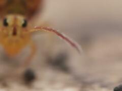 Dicyrtomina ornata