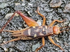 Cardiodactylus guttulus